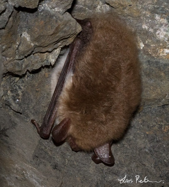 Natterer's Bat